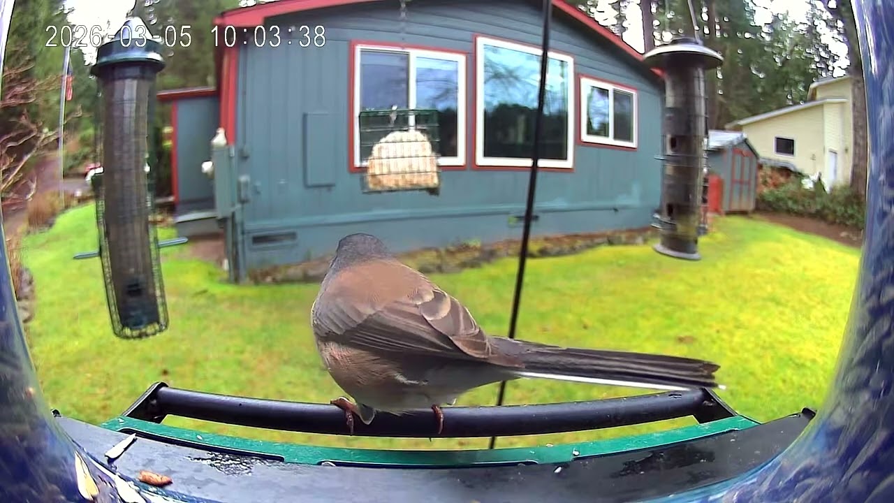 2026 03 05 Smart Birdhouse