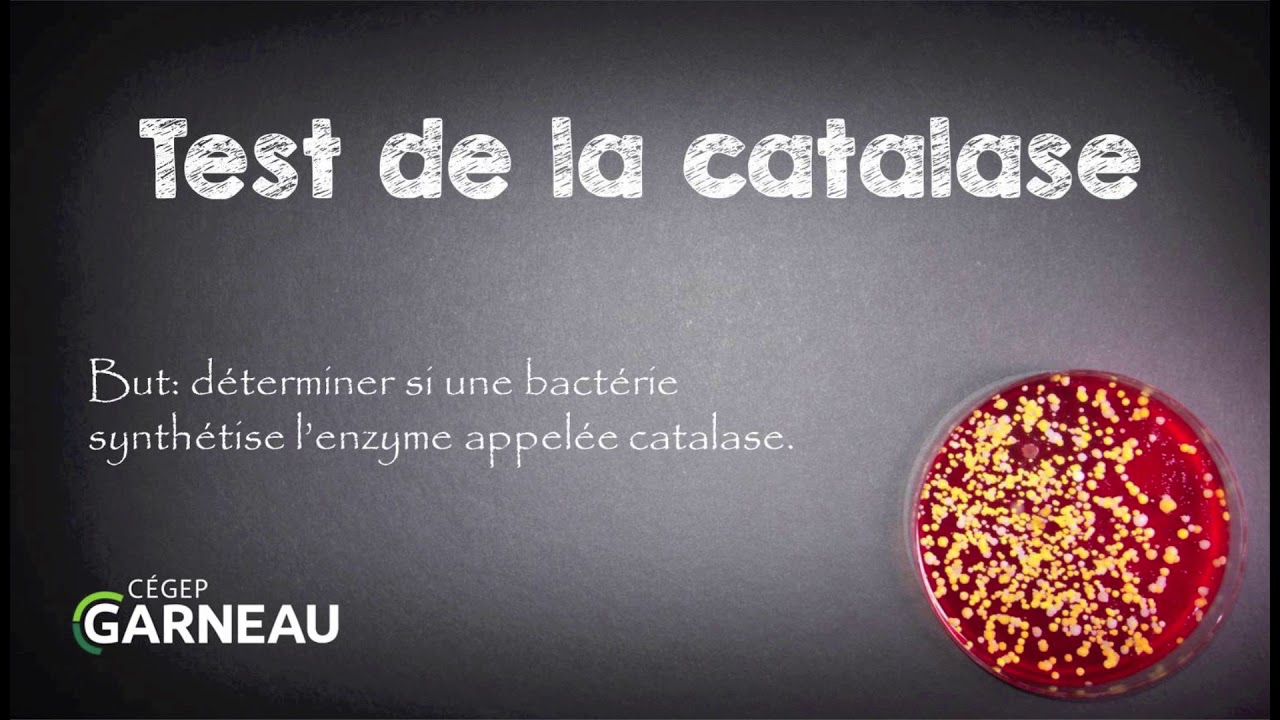 Test de la catalase