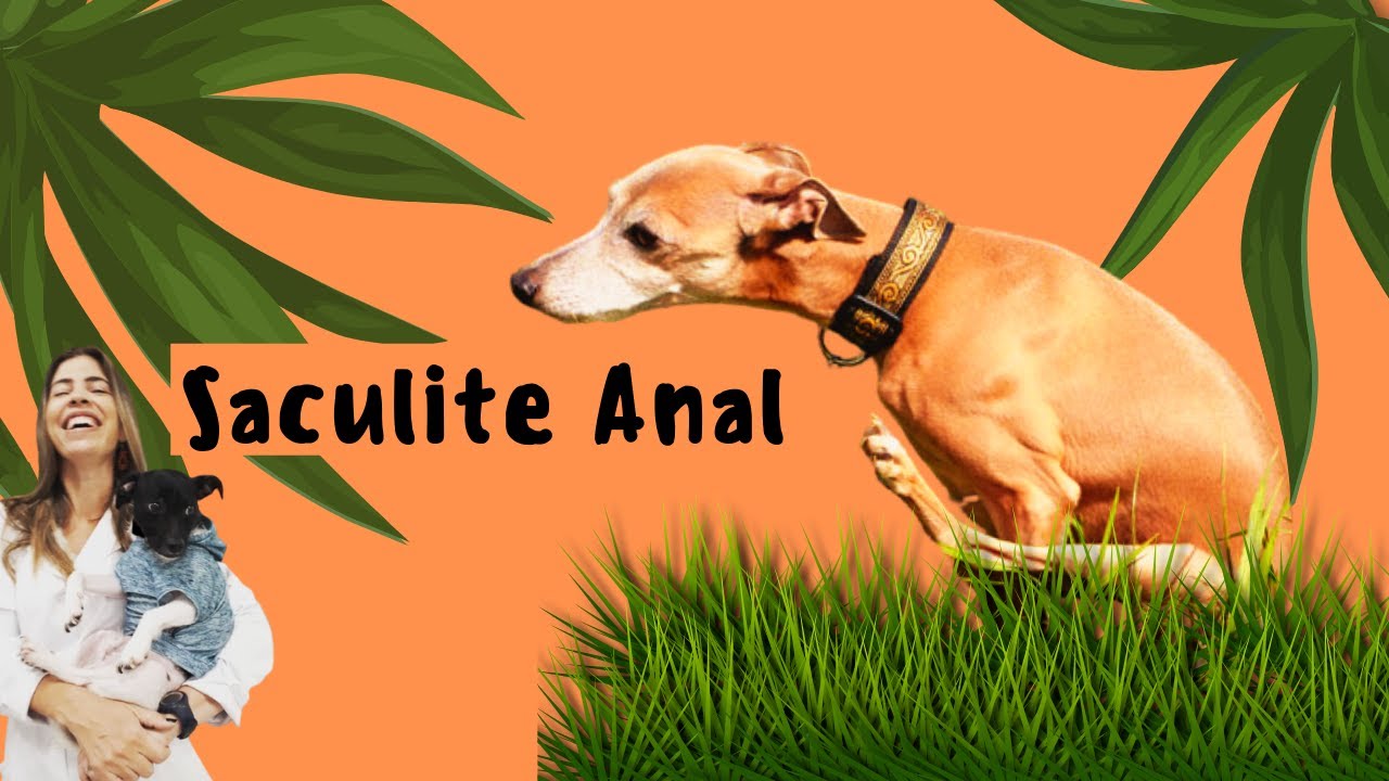 Saculite Anal