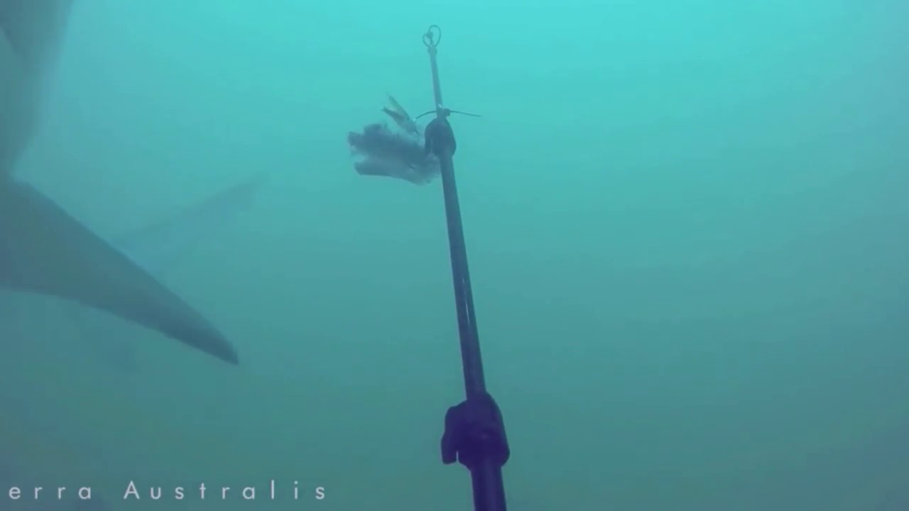 Shark Deterrent - Magnet tests - Fail (cont)