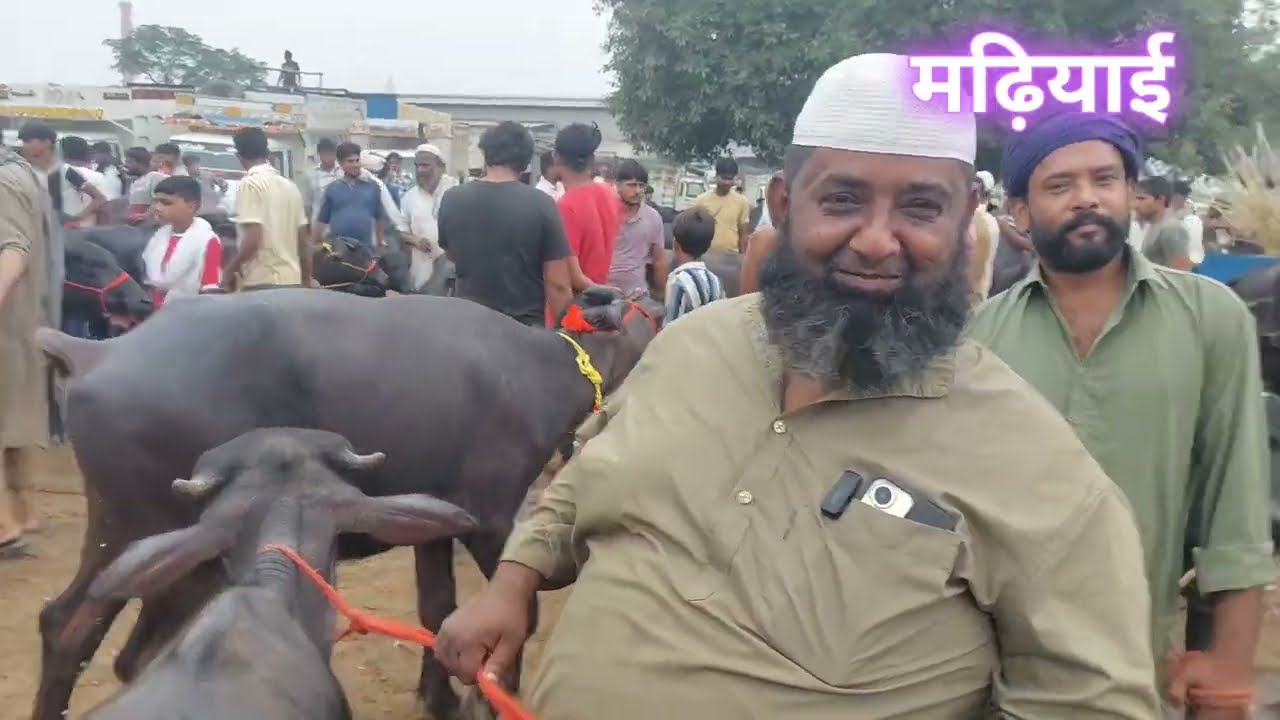 कटिया पाड़ियों का मेला मढ़ियाई पशु पैठ | Madhiyai Pashu Mandi |Sardhana Peth | Sale Murra Calf Haifer