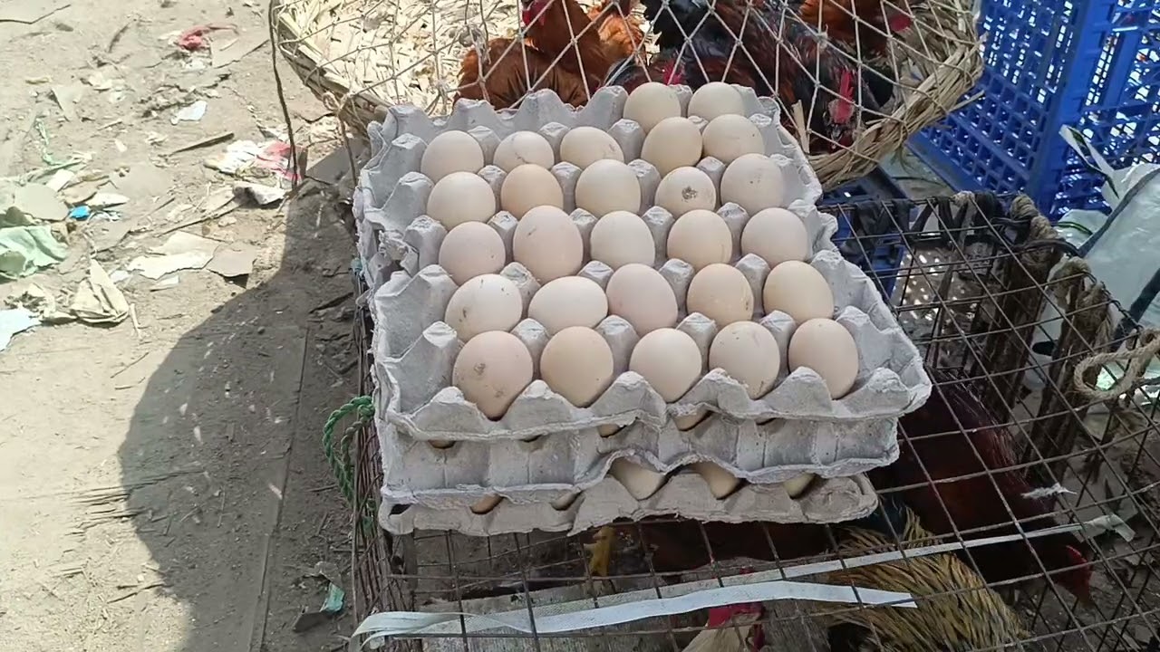 Erragadda Sunday Market 🐓🐏🐤🥚😸#birds #birdsmarket #aseelmurga 2.11.2025 #pets 