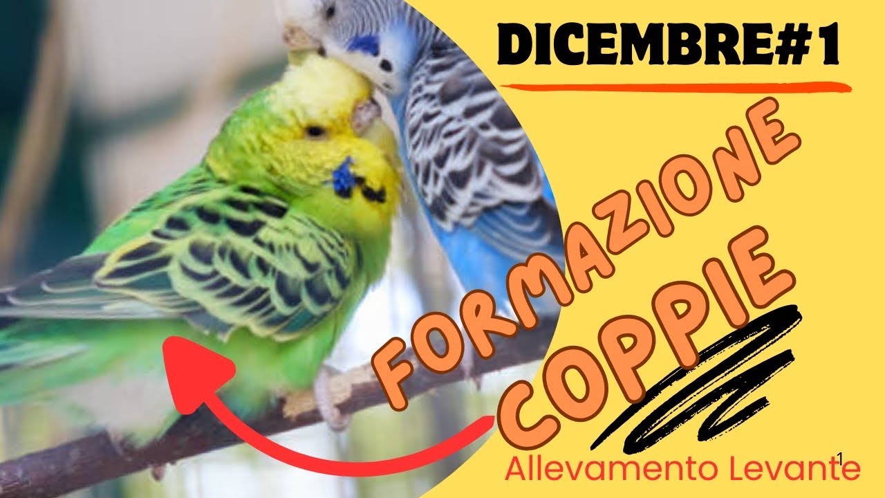 Come formare le coppie dei pappagalli - Dicembre#1