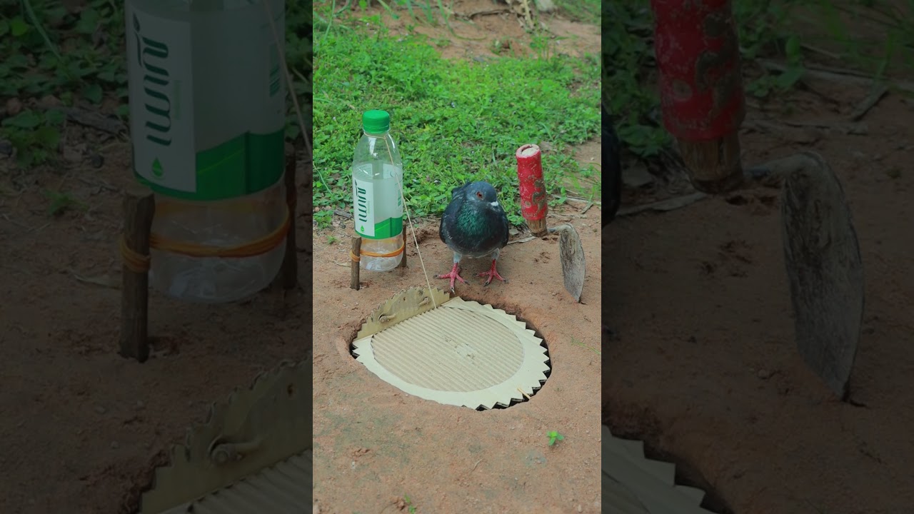 idea creative easy bird trap #youtubeshorts