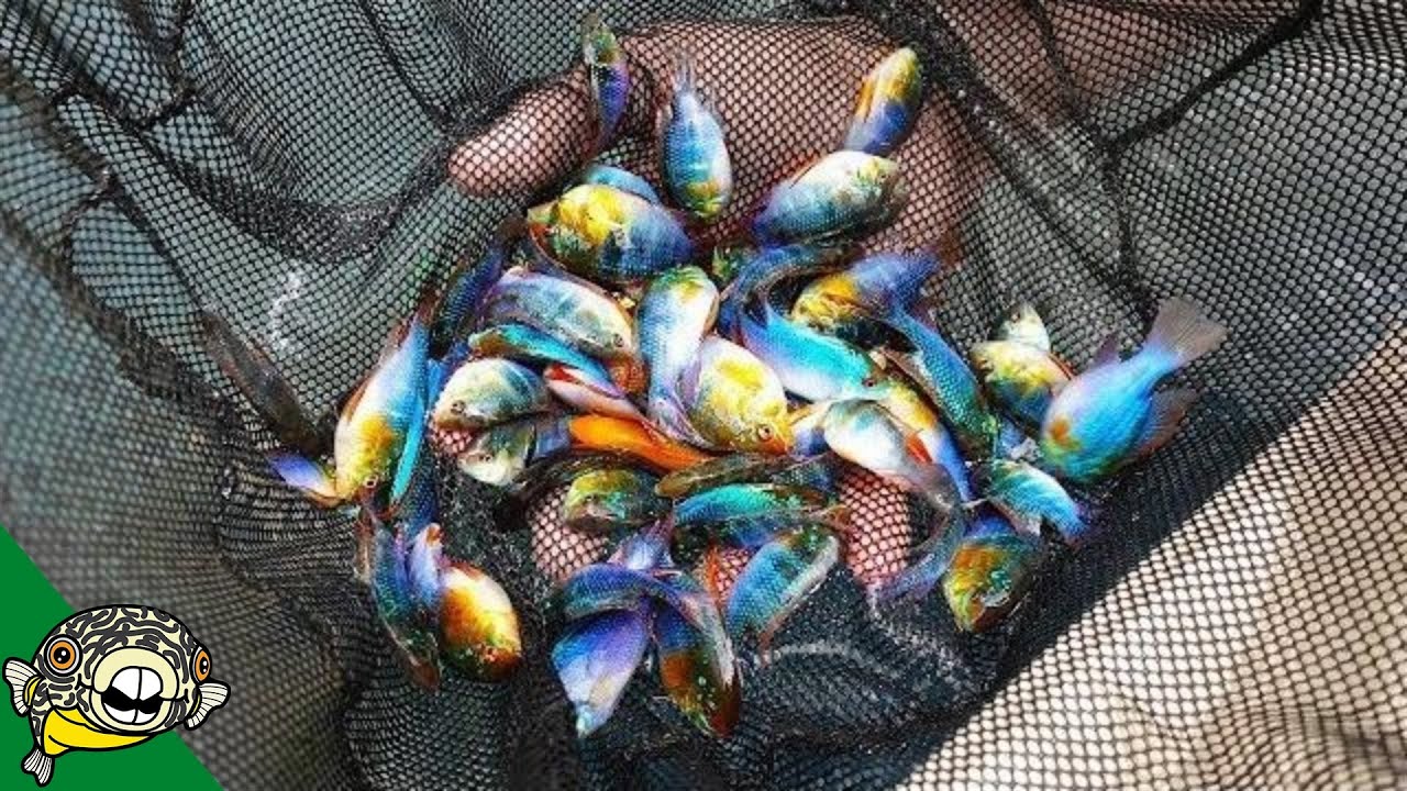 1 MILLION FISH at this Tropical Fish Farm. [Tour]