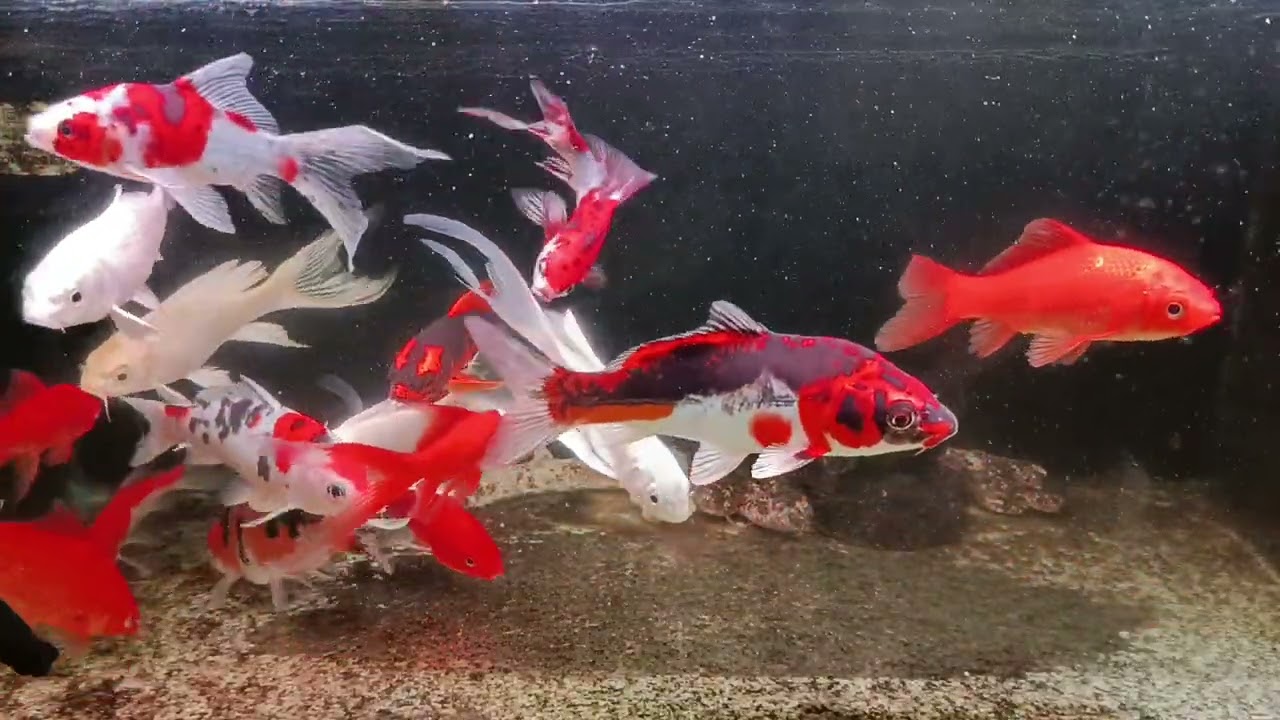 Unboxing Ikan Hias Warna Warni, Ikan Mas Koki, Ikan Oscar, Ikan Cupang, Ikan Lele, Ikan Glofish