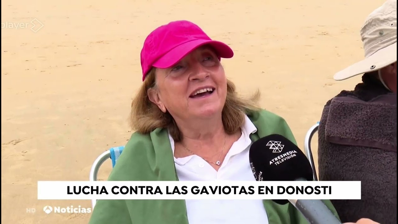 Gaviotas agresivas en San Sebastián - 03/09/23 en Antena3 Noticias