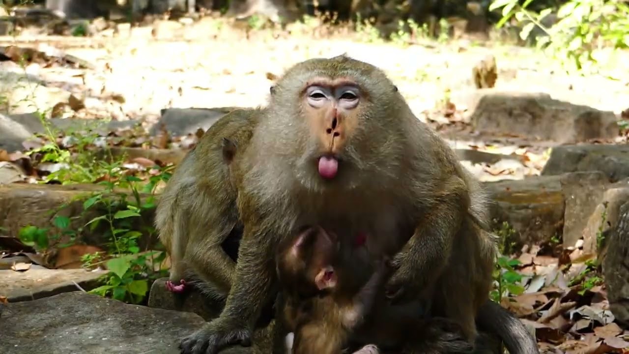 Brindy monkey just give birth of new baby