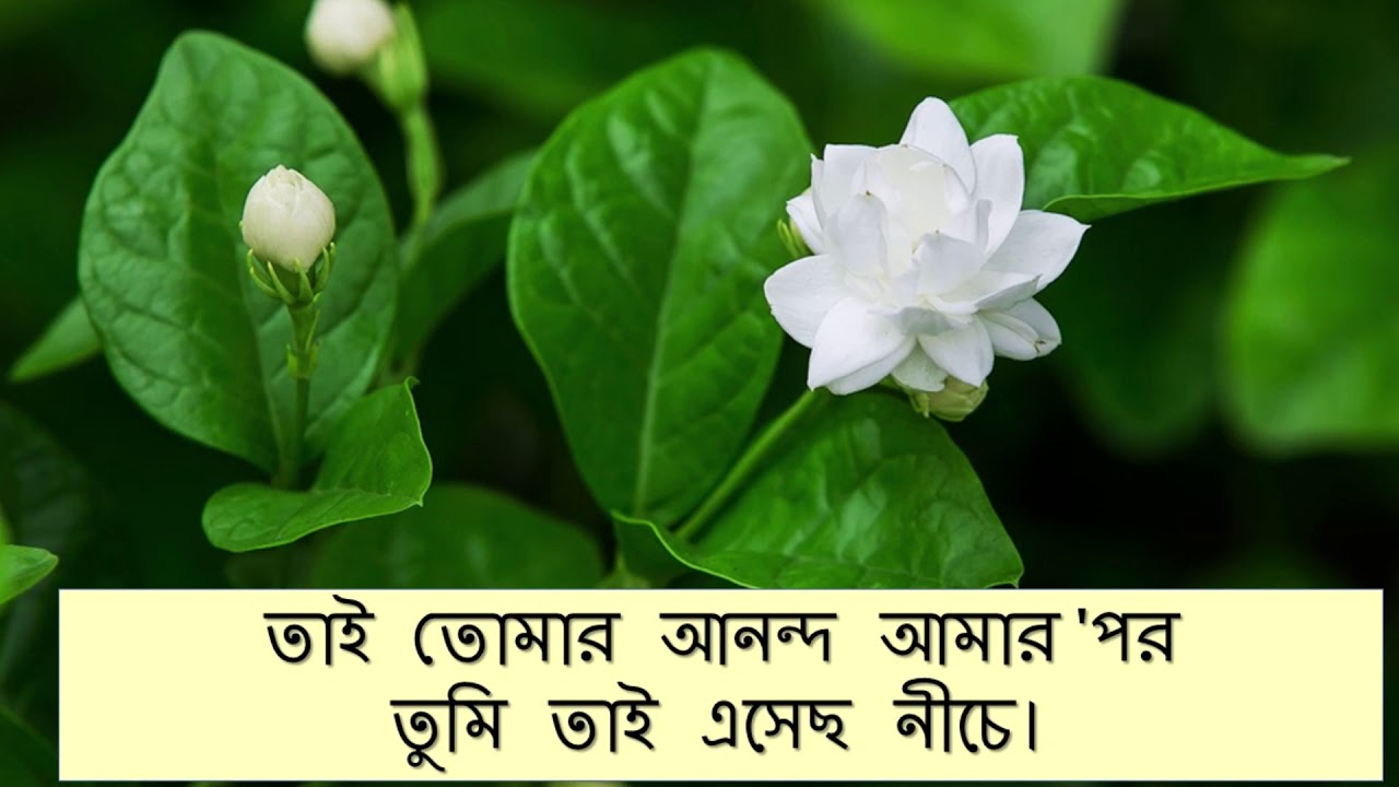 তাই তোমার আনন্দ আমার 'পর  তুমি তাই এসেছ নীচে।