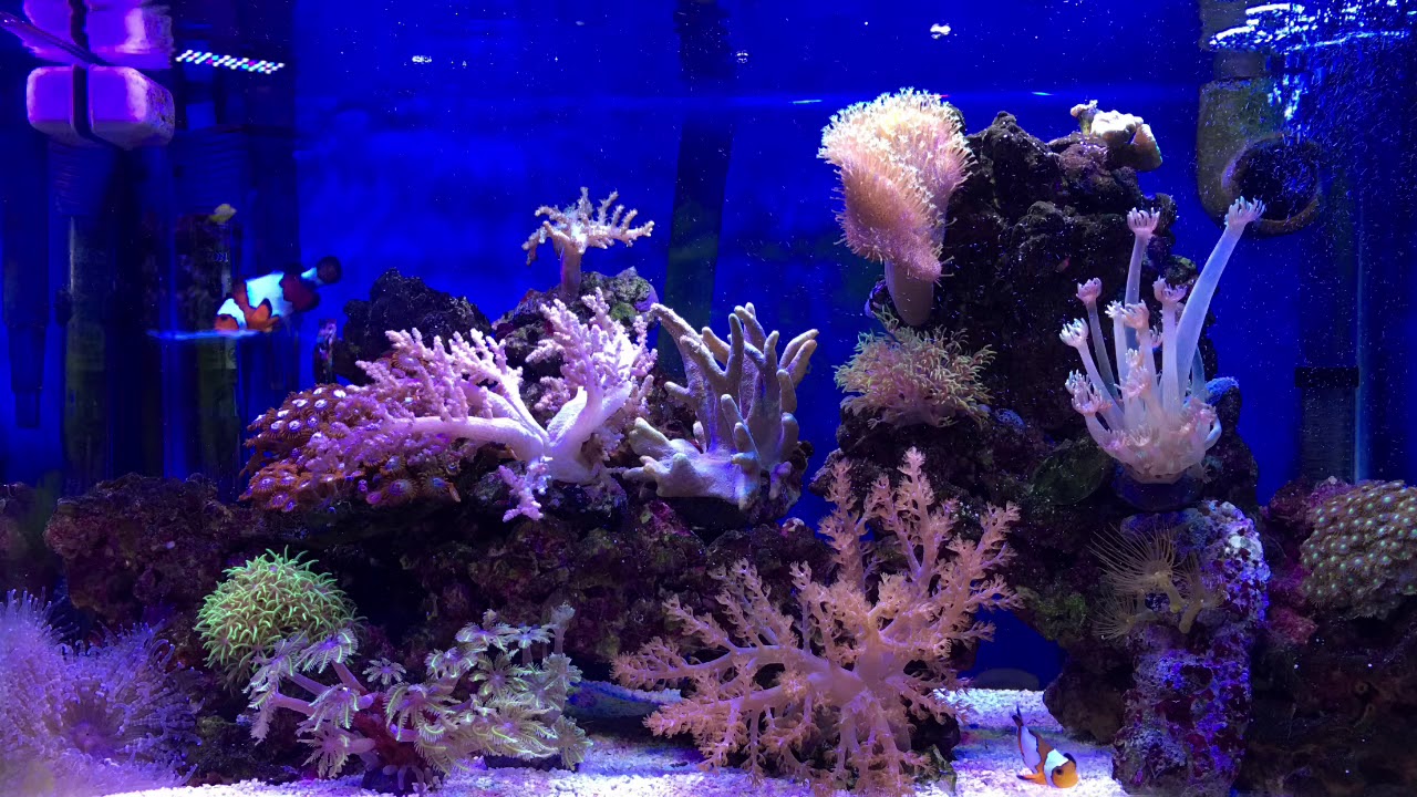 Reef Crystals or Coral Pro?? What do you think??
