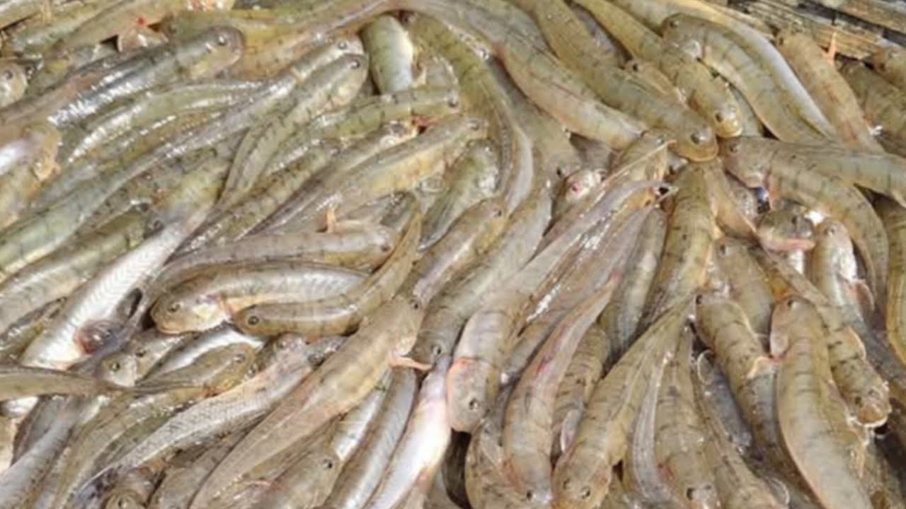 small fish ♥️ ছোট মার্চ ♥️♥️।