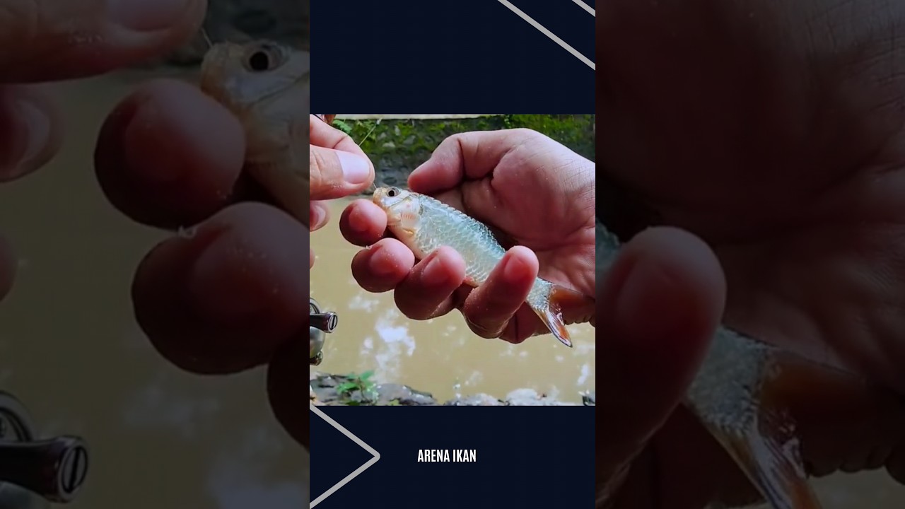 mancing ikan wader pakai joran super lentur mantap