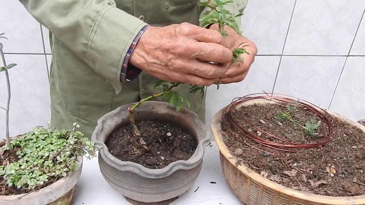 J.V.C. el maestro imperfecto enseña como alambrar 3 arbolitos para el bonsai
