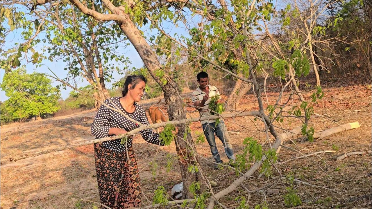 ยายน้องเนยมาเก็บผักอีฮุมผู้น้องหลีดปีนต้นไม้แบบเชียน