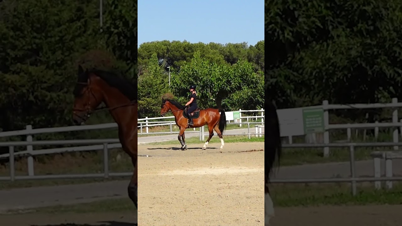 101 exercices d'équitation  