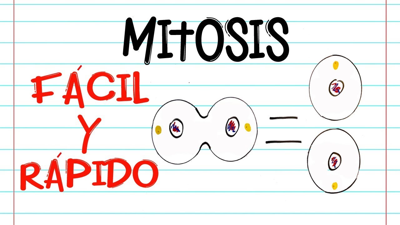 🌐 Divisi&oacute;n celular: MITOSIS 🔬 | FASES | [F&aacute;cil y R&aacute;pido] | BIOLOG&Iacute;A |
