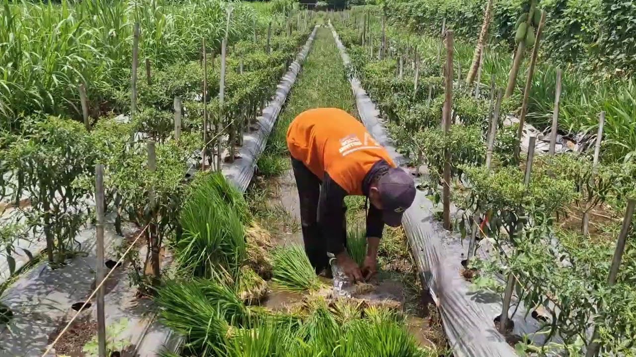 AMAZING RICE SEEDLING ROOT CLEANING HACK BY GENIUS FARMER - Agriculture Gardening