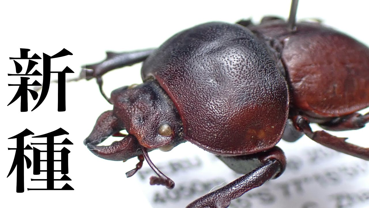 ペルーで発見された新種のクワガタOrotrupes asenjoiの標本紹介