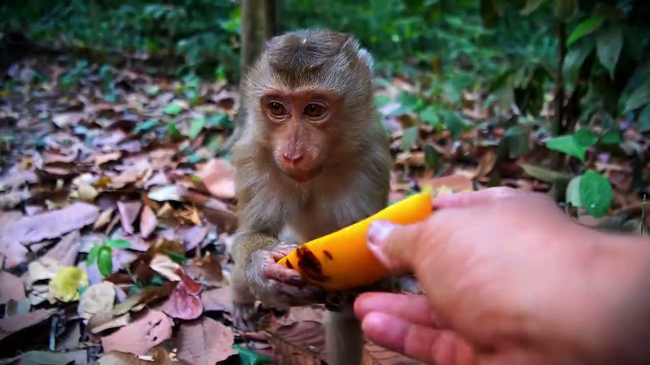 Really Happy To See That They Are Eating | Mango and Lotus is Their Best Choice