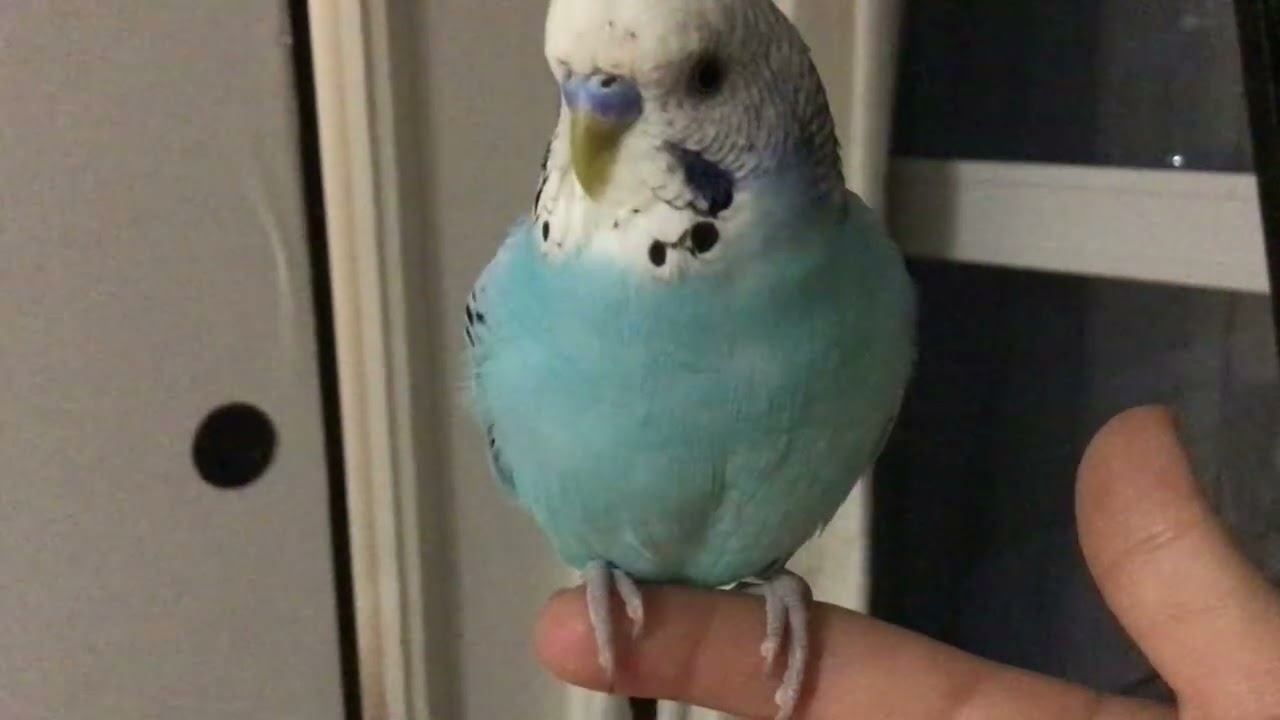 Is there something wrong with my cockatiel or is it just me?🤣🤣😭