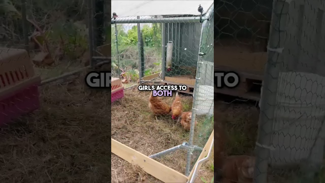 DIY Chicken Tractor | Portable Chicken Set-Up