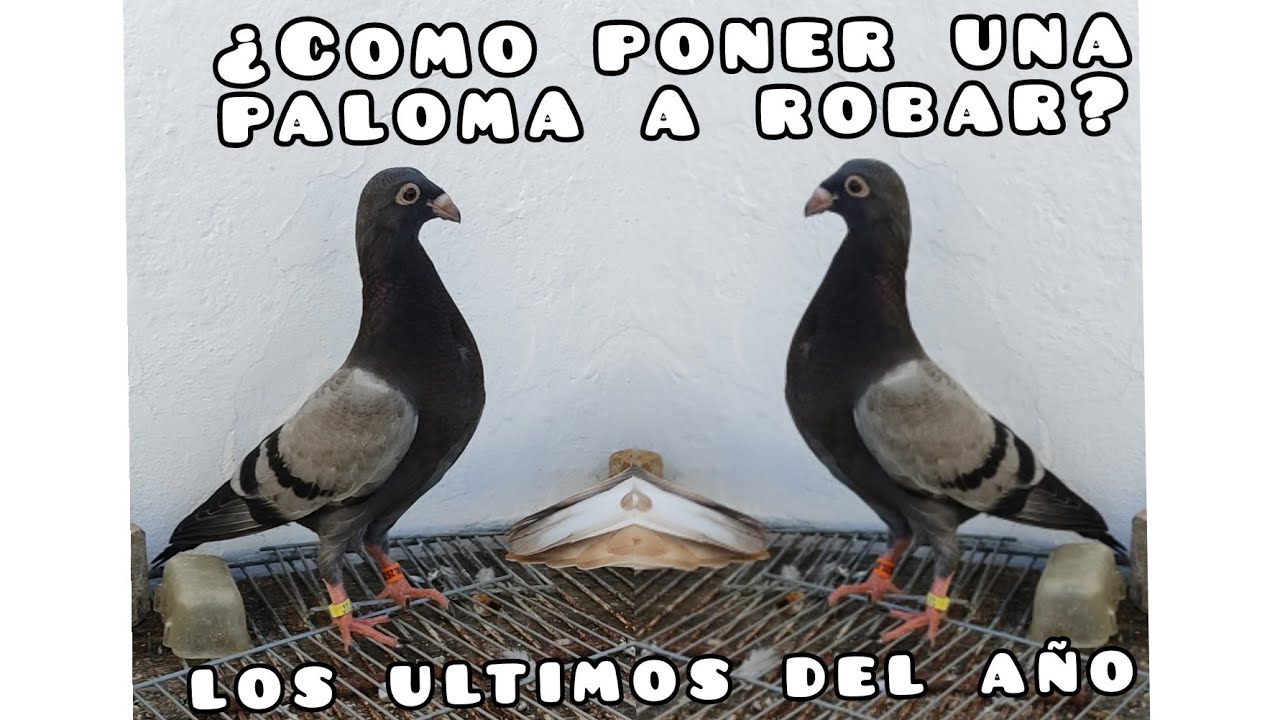 ¡ASÍN VAN LOS ULTIMOS PICHONES! -  Te enseño algunas hembras | ¿Como poner una paloma en hembredo