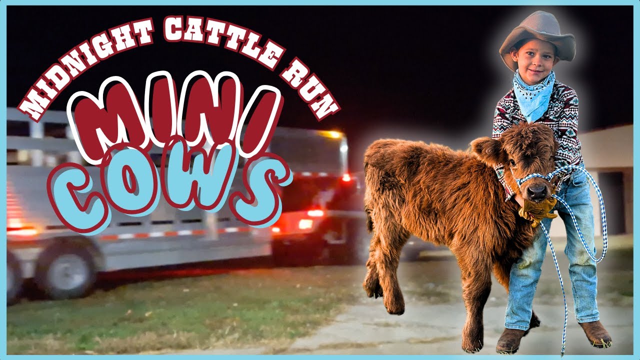 Little Cowboys Midnight Mini Cattle Run! MINIATURE COWS/TRAILER/KIDS/FARM CHORES/PANDAROSA/HIGHLAND