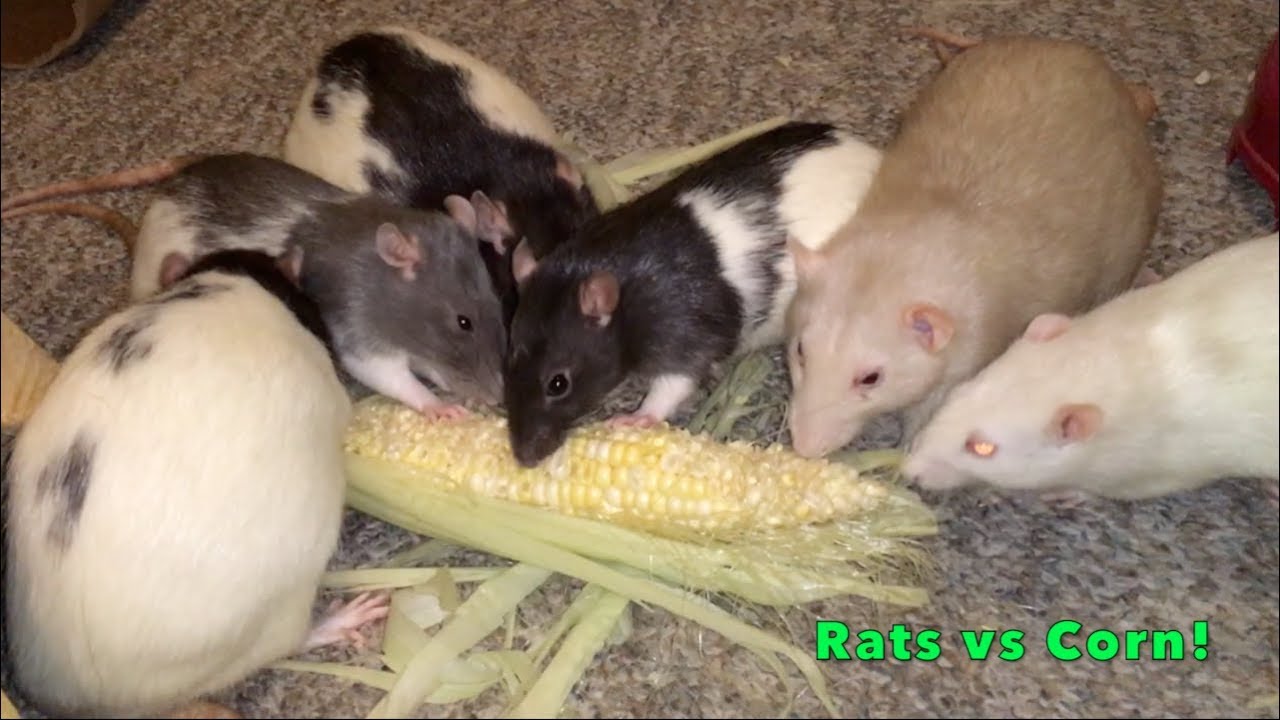 Крысы против свежей кукурузы (часть 1)!