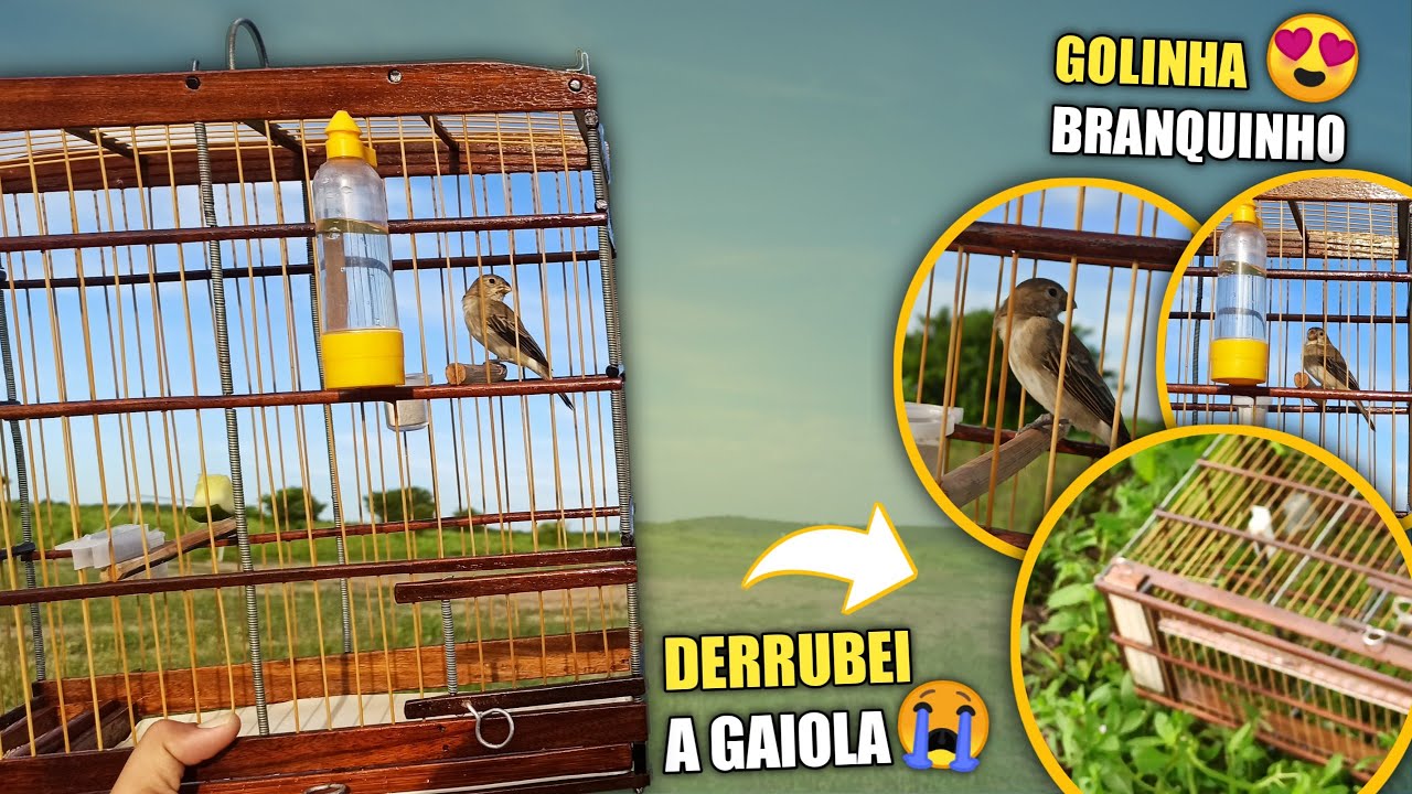 😰 DERRUBEI A gaiola do GOLINHA | No chão nessa CAMPEADA!