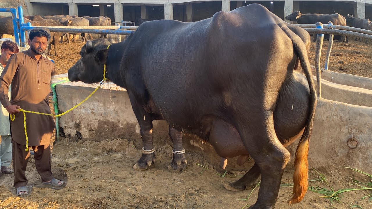 Jutt Dairy and Cattle Farm High Milking Nili Ravi Buffalos Dairy Farm of pakistan