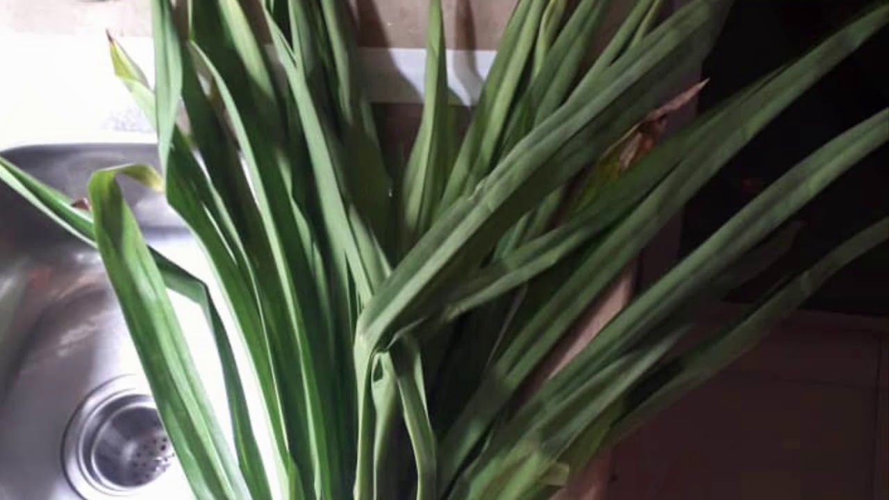 如何存放多余的斑斓叶