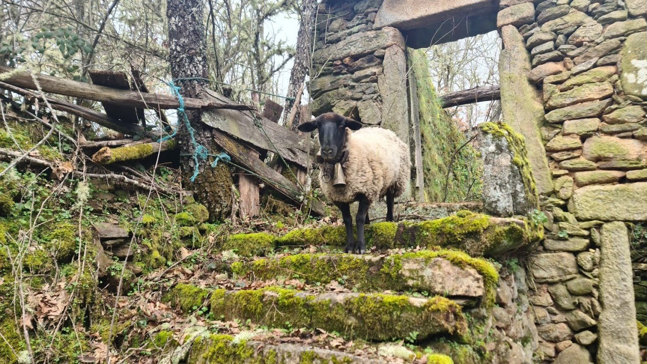 Moinhos dos Margardidos Sabugal (aldeia com mais de 400 anos)