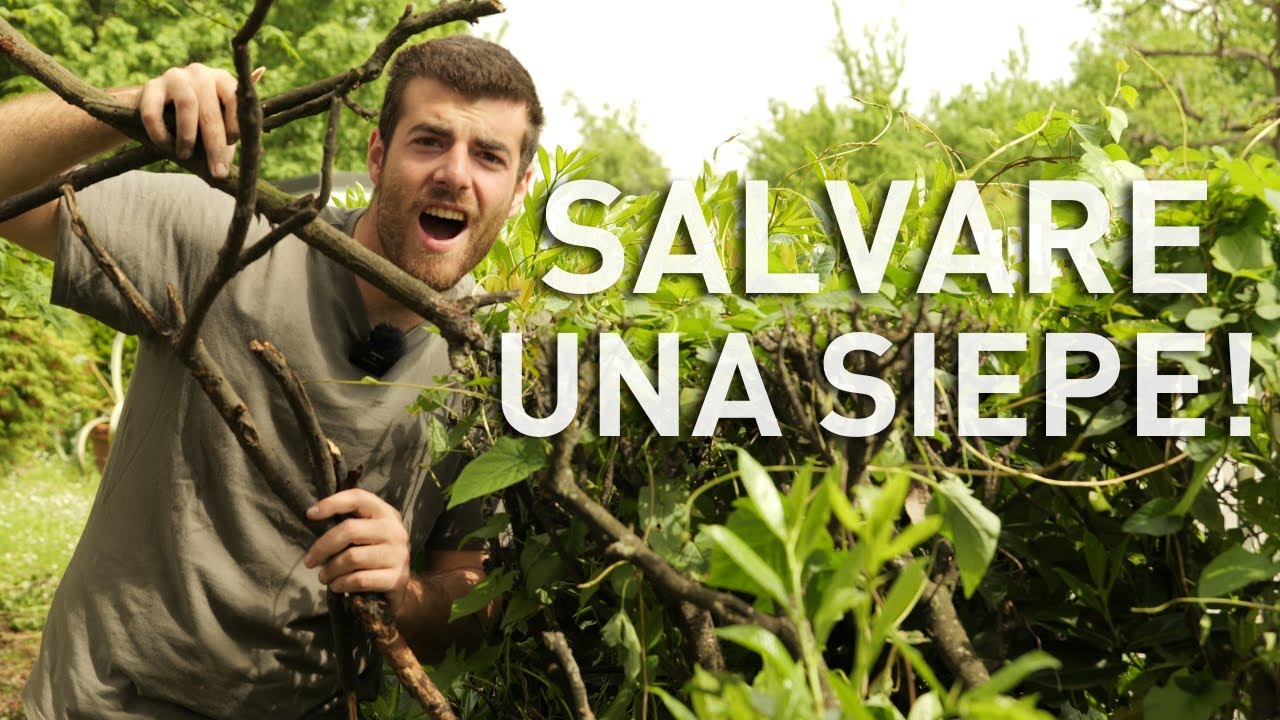 SIEPE MORTA, 3 rimedi basta BUCHI