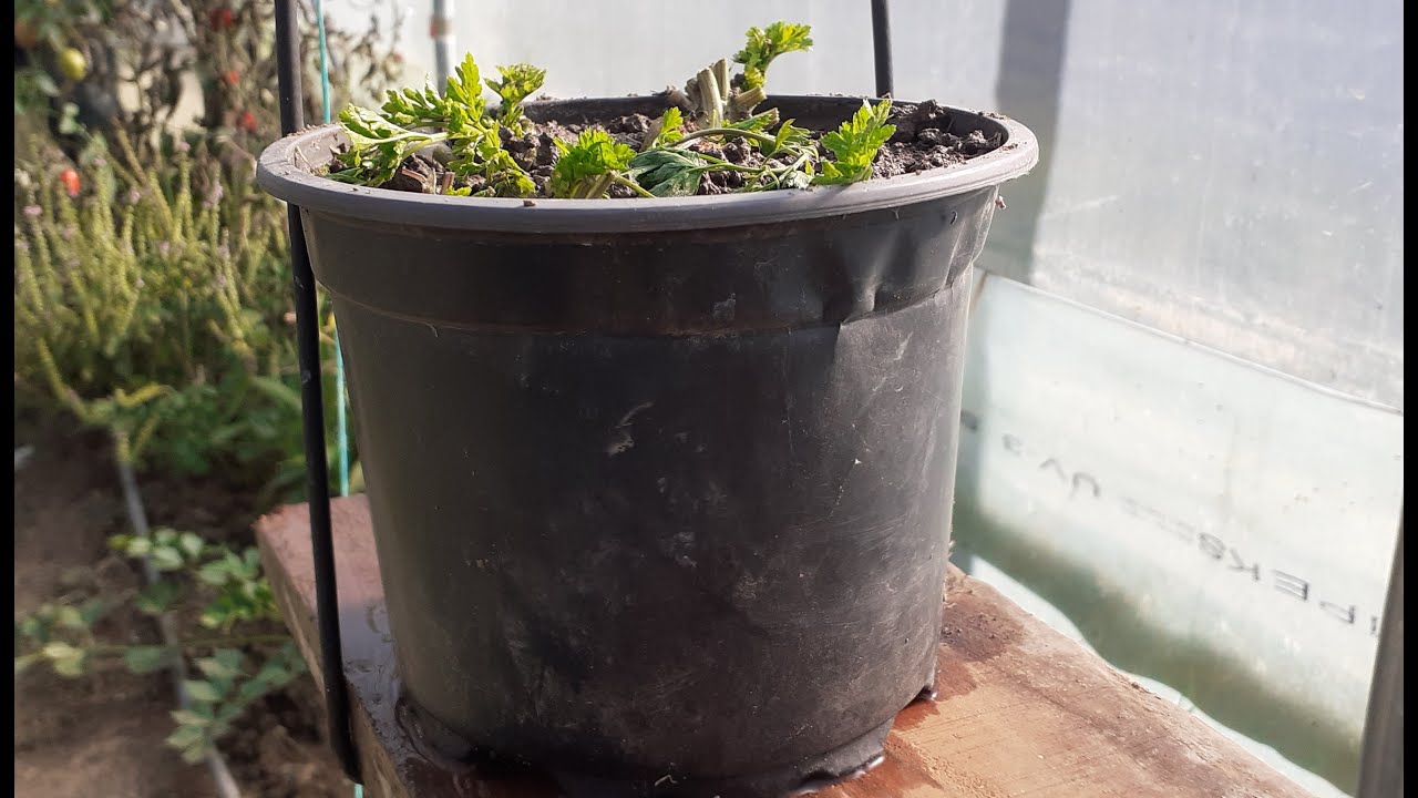 Kako se rasađuje per&scaron;un za zimu