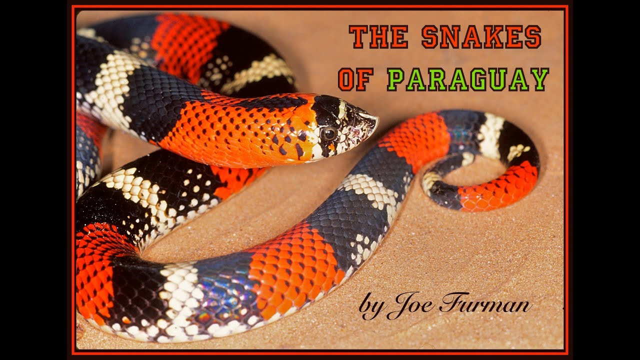 The Snakes of Paraguay MOVIE!