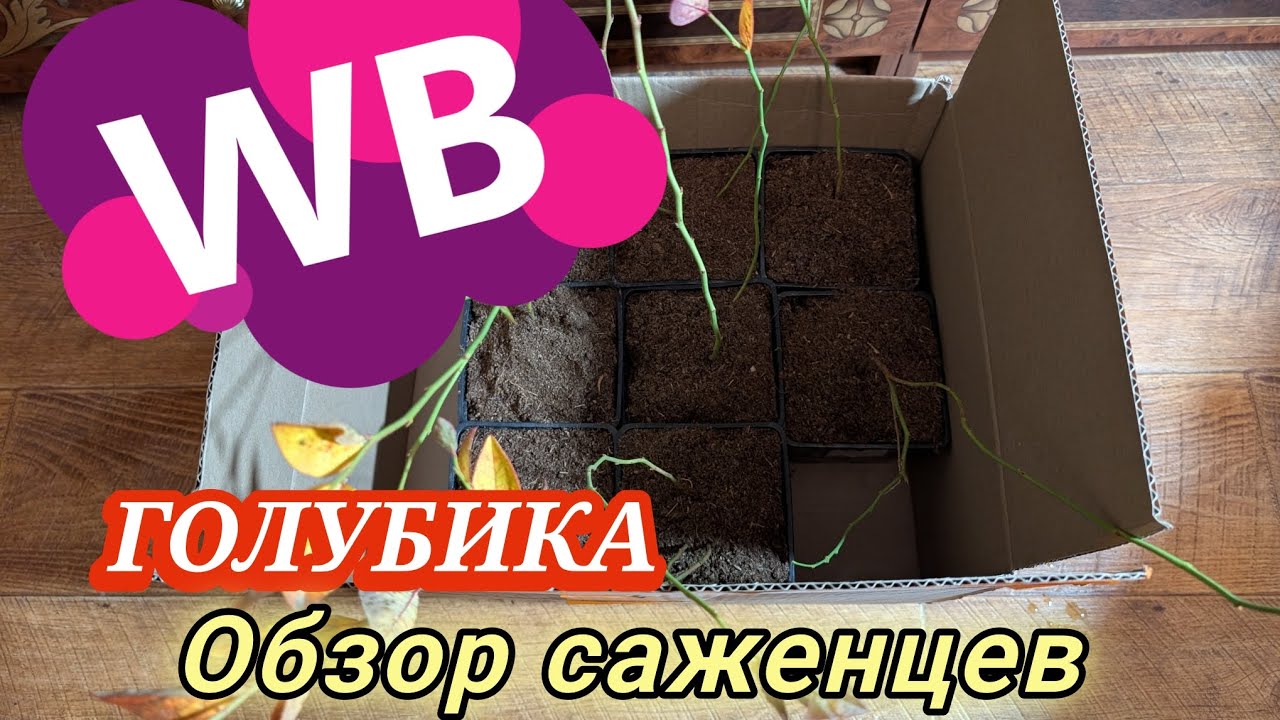 Саженцы ГОЛУБИКИ 8шт за 1000₽/Валдберис/Хранение на балконе/Пециломицин для борьбы с вредителями
