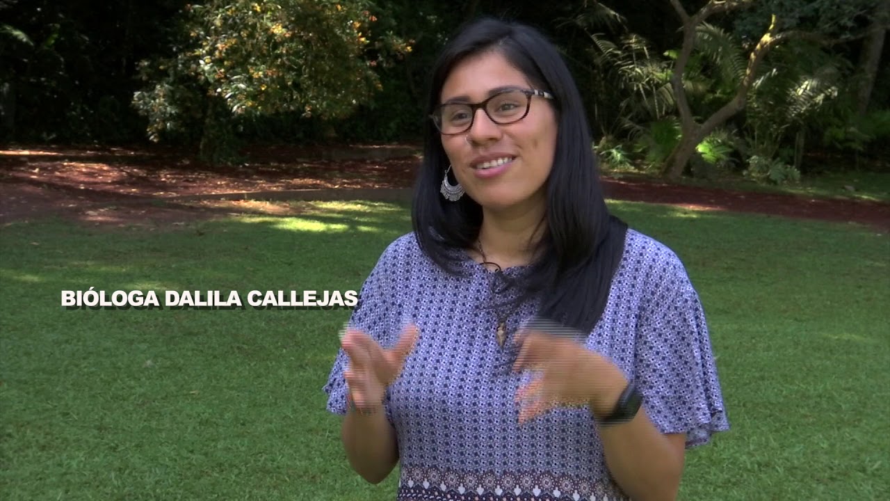 A La Veracruzana - Insectos Cicadélidos