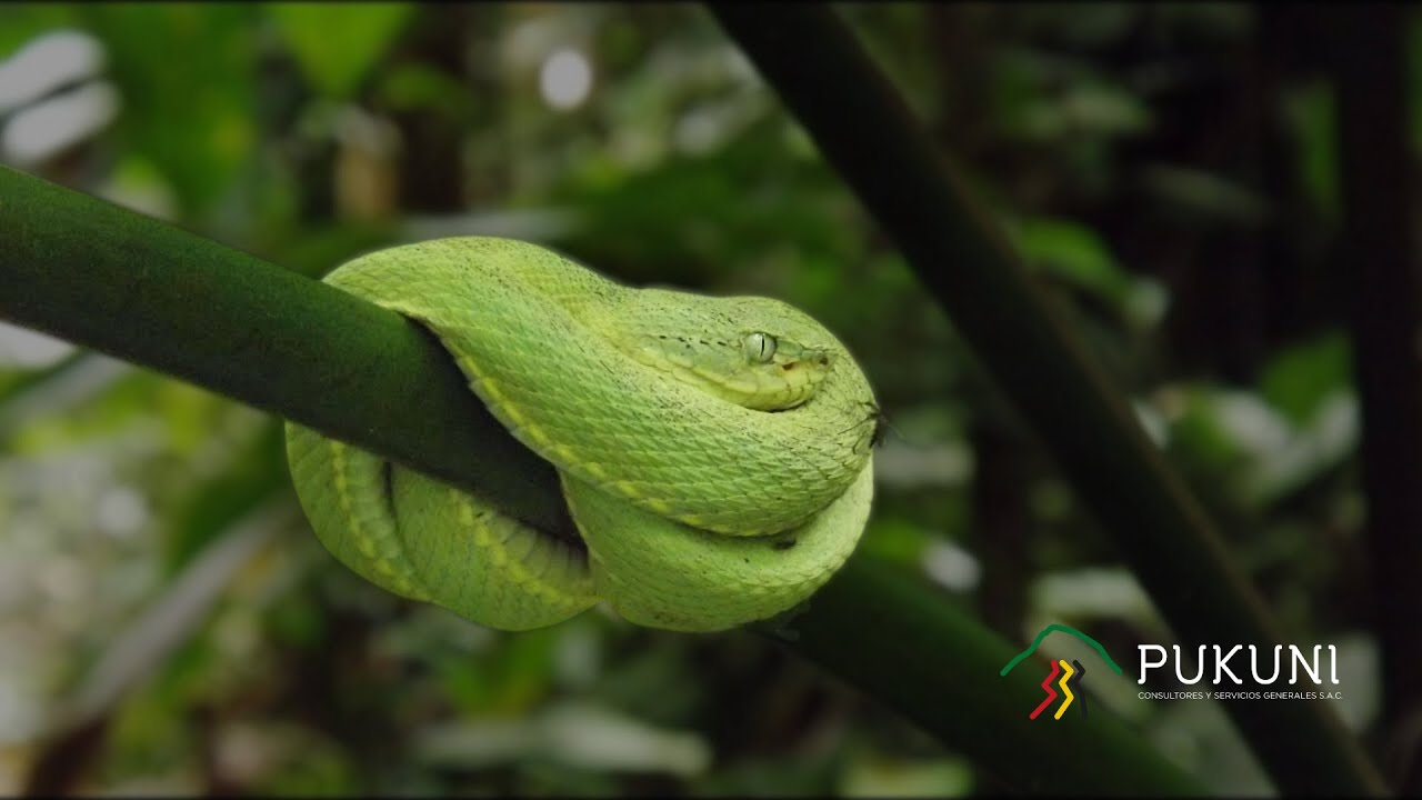 Serpientes de la Selva Peruana