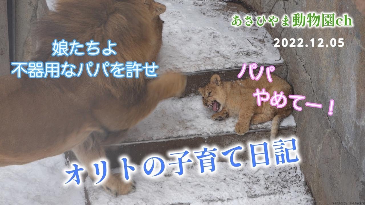 ライオンの赤ちゃん「オリトの子育て日記」ライオン家族物語（2022.12.05）あさひやま動物園チャンネル《非公式》Lion 