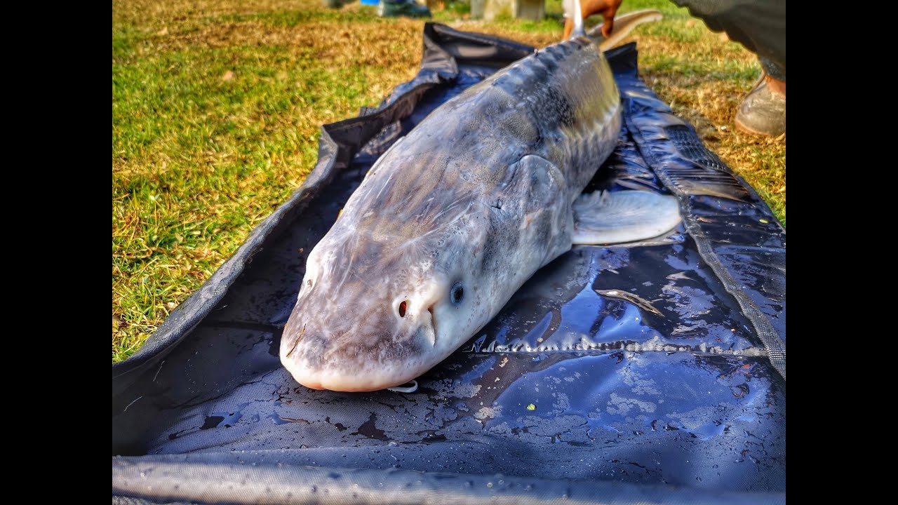 A storioni ai Laghi Ninfa con Francesco Reverberi, Mirko Govi e Manuel Govi.