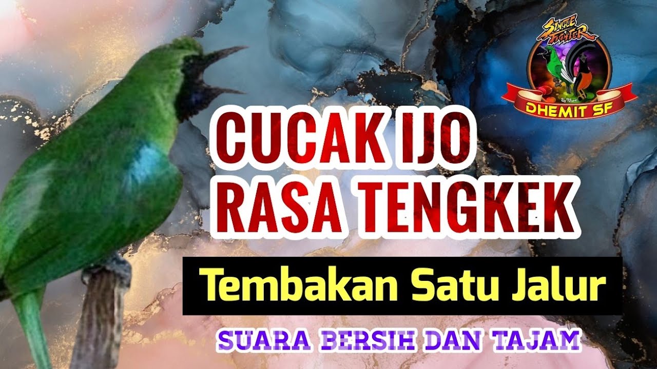 MASTERAN Cucak Ijo Isian Tengkek Buto, Tembakan Satu Arah ❗️Dijamin Mudah Masuk
