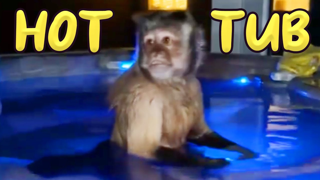 Our Pet Monkey Jumped In The Hot Tub