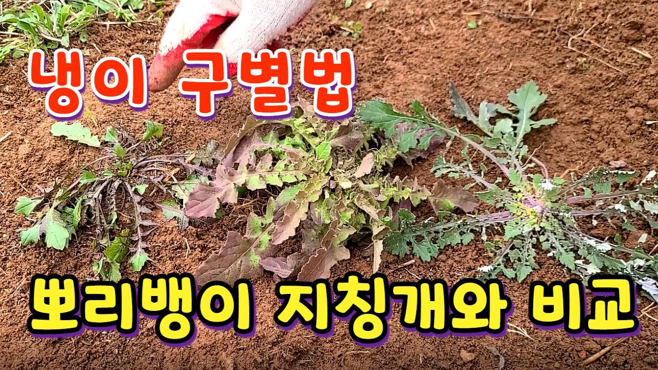 냉이 구별법. 냉이와 혼동되는 뽀리뱅이, 지칭개 구별하기.