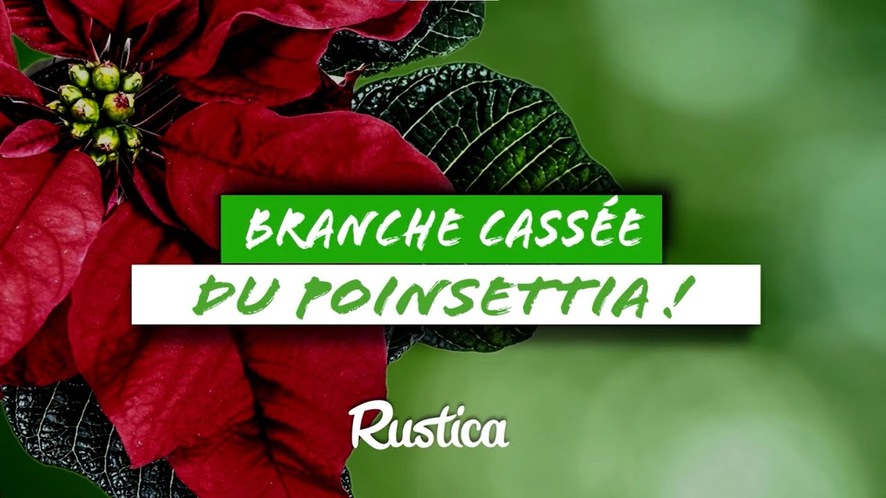 Bouturer une branche cassée de Poinsettia à l'étouffée