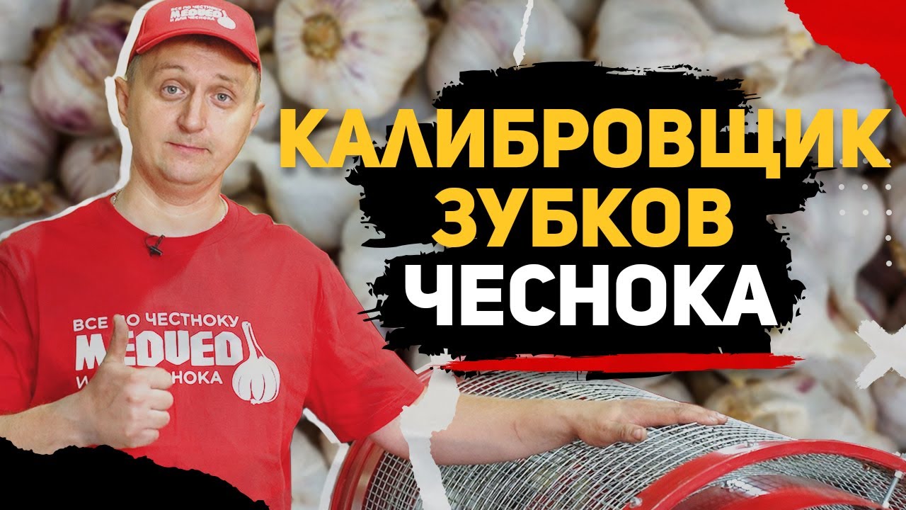 Калибровщик зубков чеснока КЗ-600. Как правильно калибровать чеснок.
