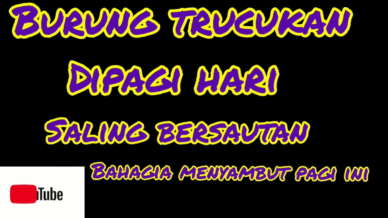 pancingan burung trucukan di pagi hari.