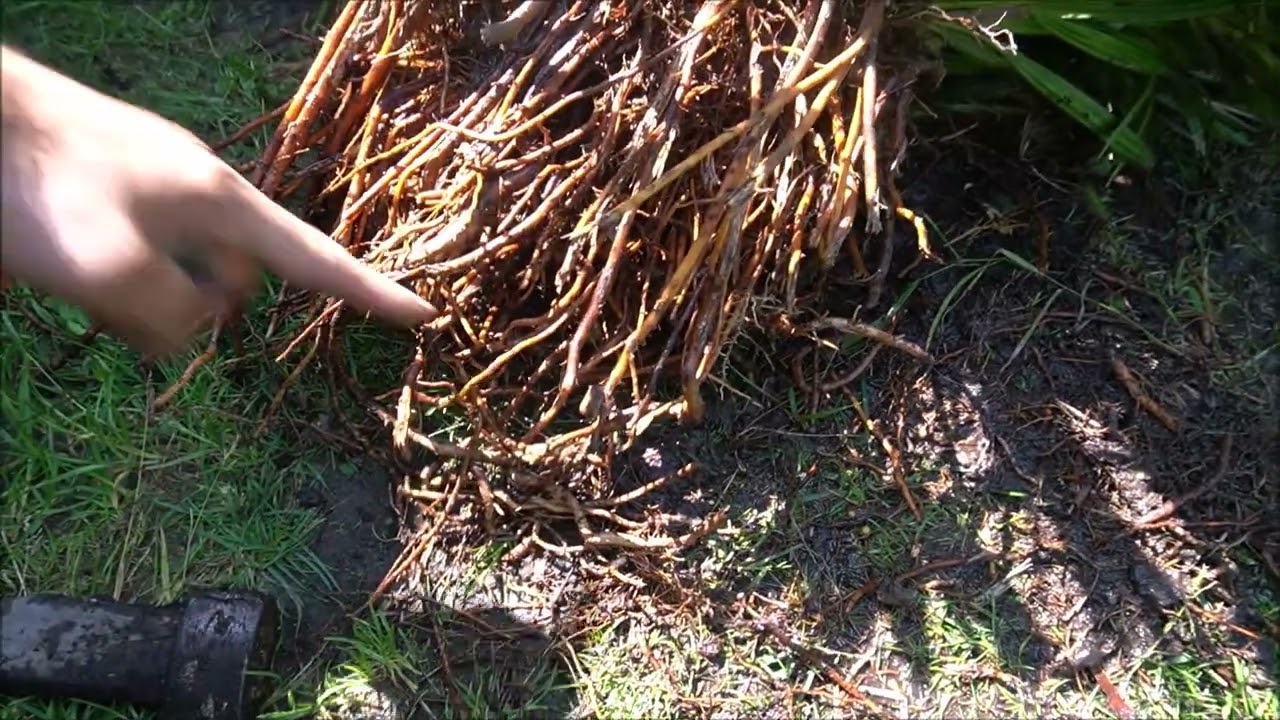 Czy odrosty palmy da się rozdzielić ? Chamaerops humilis vulcano 🌴