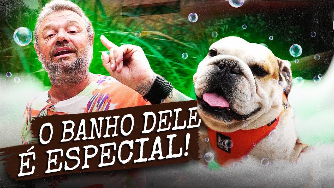 CUIDADO! NA HORA DE DAR O BANHO NO SEU BULLDOG INGLÊS! | A CASA DOS BICHOS