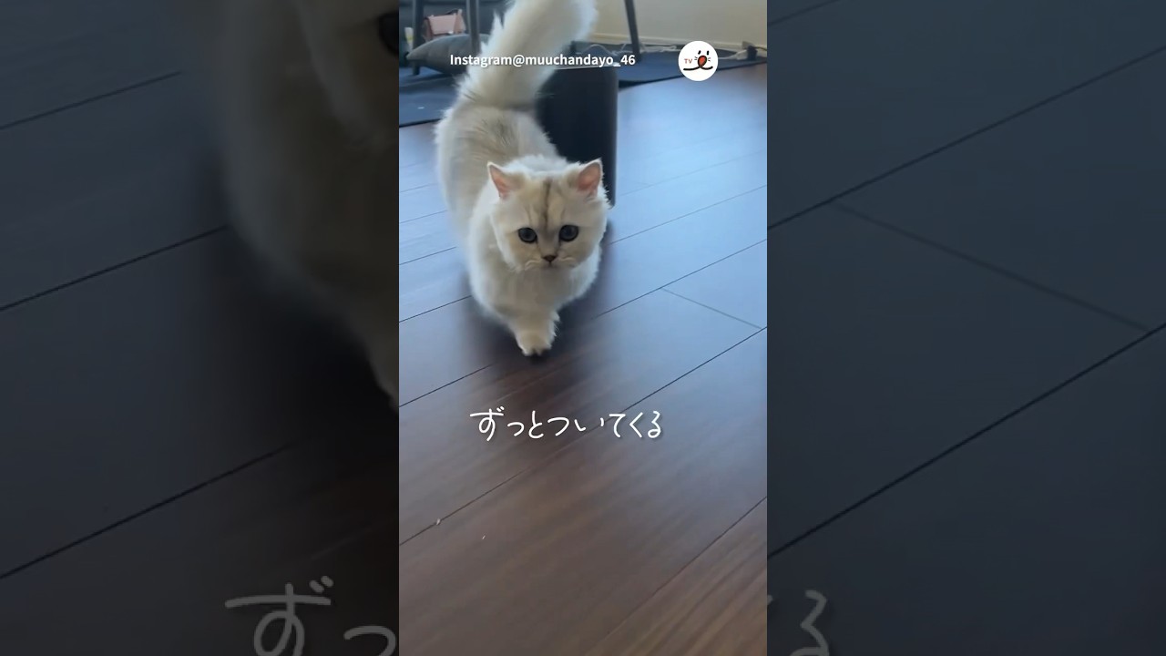 子猫さんの朝｜PECO #ミヌエット#子猫 #子猫の鳴き声 #子猫のいる生活 #minuet #minuetcat  #kitten #kittenmeowing #kittenlife