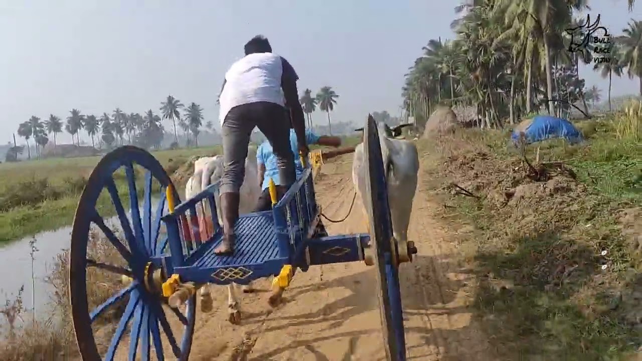 10-1-23@Kaikaluru senior category Bull race🐂🏆🐂2nd prize winners Kattamuru Suresh Bulls